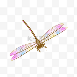 创意虫子图片_夏季昆虫蜻蜓设计