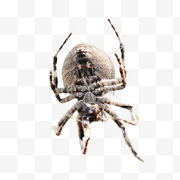 昆虫蛛网蜘蛛