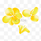 黄色迎春花花瓣光感