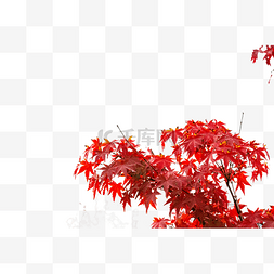 枫叶树枝素材图片_红色枫叶叶子