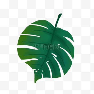 一片热带树叶PNG免抠素材