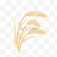 麦子粮食麦穗