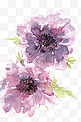 紫色的银莲花