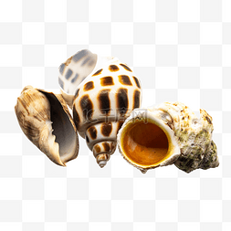 海螺螺壳贝壳