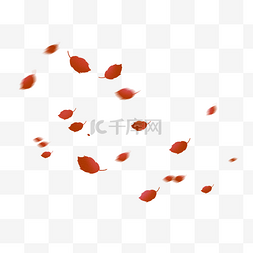 红叶图片_漂浮叶子红叶树叶
