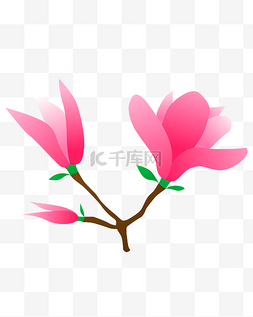 玉兰花丛生植物花朵粉红色
