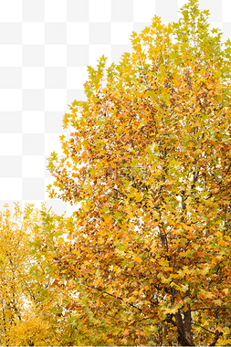 秋天杨树树木