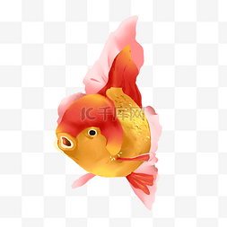 鱼儿游游图片_红色金鱼动物