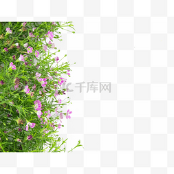满天星粉红色图片_春天植物满天星花草