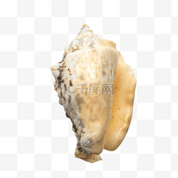 海螺白色贝壳