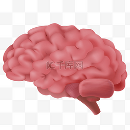 人体器官大脑图片_脑部神经人体组织