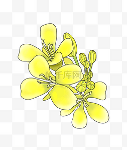 黄色的春天油菜花插画