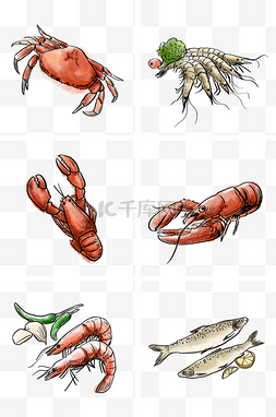 红色虾子图片_线描淡彩线描生鲜海鲜