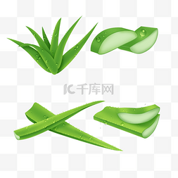 芦荟胶图片_自然健康的绿色切段芦荟和集合