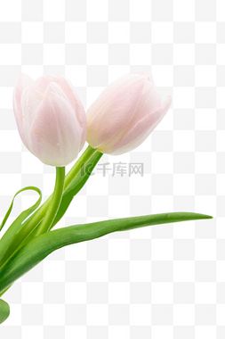 植物花朵图片_粉色郁金香花朵
