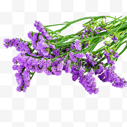 鲜花勿忘我图片_勿忘我紫色花朵