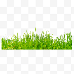绿色小草草坪