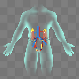 人体内脏器官图片_人体内脏系统
