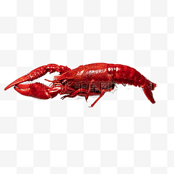 一只红色小龙虾