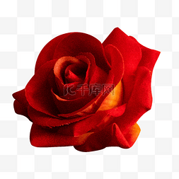 枯萎的红玫瑰图片_花朵玫瑰花