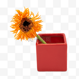ins花器图片_橙色弗朗花和红色花器