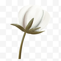 白色棉花植物