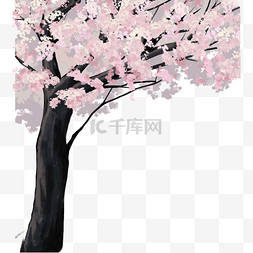 粉色樱花树木
