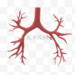 体器官之肺部血管