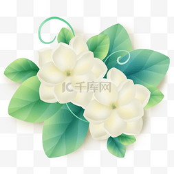 两朵花朵图片_两朵白色茉莉花