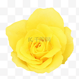 黄色玫瑰花