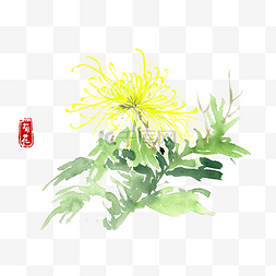 水彩画淡黄色的菊花
