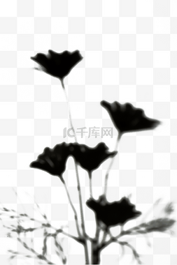 花枝植物投影