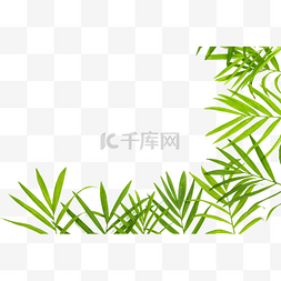 边框素材图片_热带植物散尾葵边框