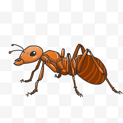 棕色大型蚂蚁