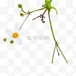 白色野菊图片_白色野菊花