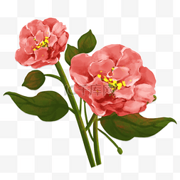 芙蓉花手绘植物红花