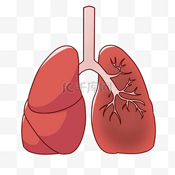 肺的图片_卡通红色器官肺插图