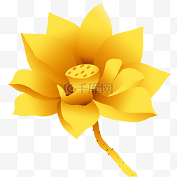 金色的莲花图片_金色莲花盛开的素材