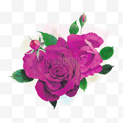唯美水彩晕染图片_美丽水彩玫瑰蔷薇紫色