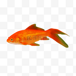 金鱼红鱼