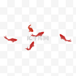 五条红色的鲤鱼