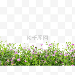 校园绿色展板图片_植物满天星花