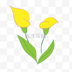 黄色马蹄莲图片_马蹄莲鲜花花卉