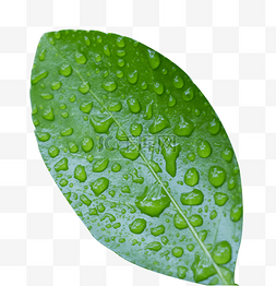 绿叶春天雨露自然水滴
