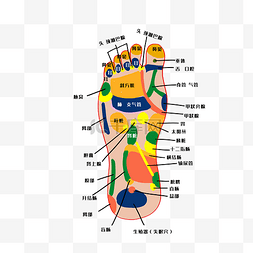 足底图片_人体穴位足底穴位