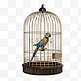 关在笼子里的鹦鹉