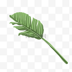 棕榈树叶子装饰插画