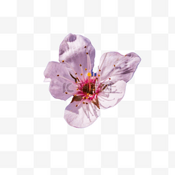 杏花骨朵图片_粉色花朵花卉