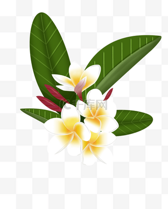 夏日小清新黄色鸡蛋花美丽花朵png