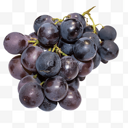 紫红色葡萄图片_紫红色的葡萄